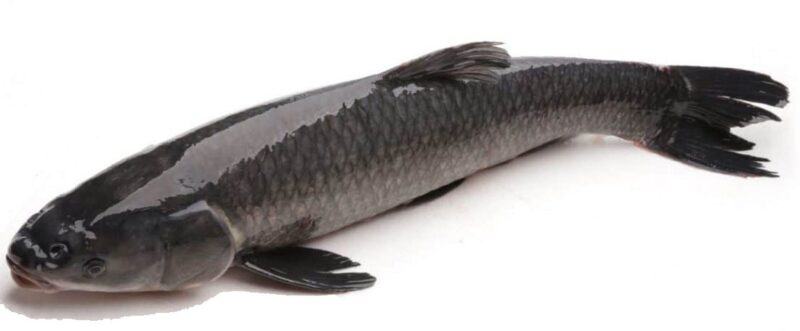 cá trắm đen