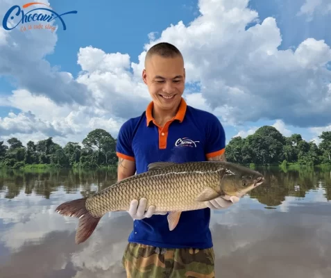 Cá trắm cỏ 