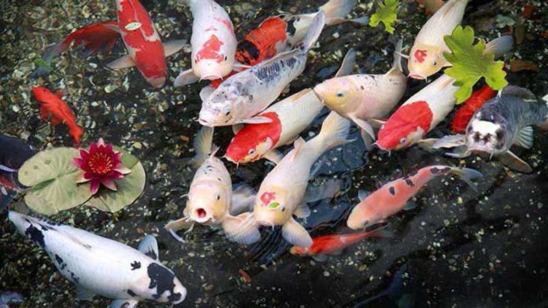 Cá Koi có tập tính sống không quá phức tạp