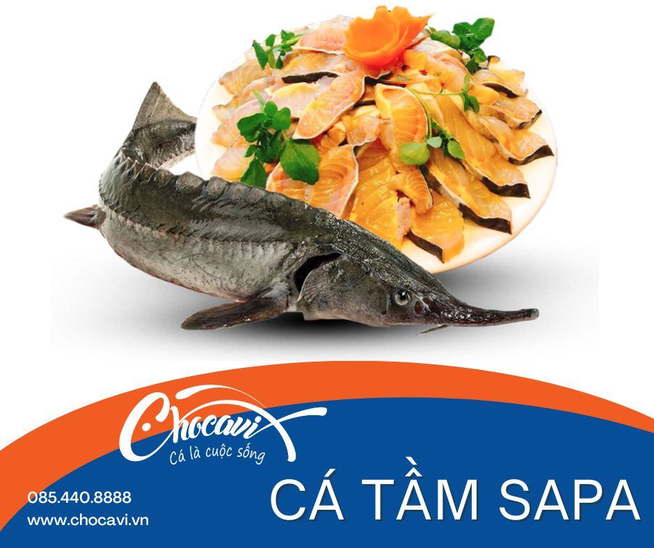 NHỮNG LỢI ÍCH CỦA CÁ TẦM ĐỐI VỚI SỨC KHỎE CON NGƯỜI