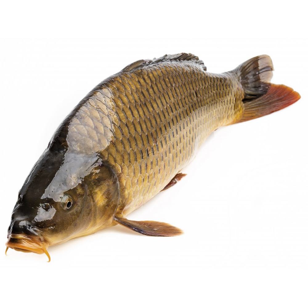 THỨC ĂN CHO CÁ CHÉP GIÒN