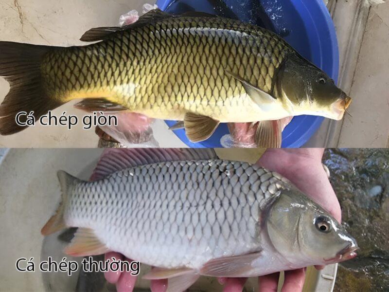 Cách phân biệt cá chép giòn với cá chép thường