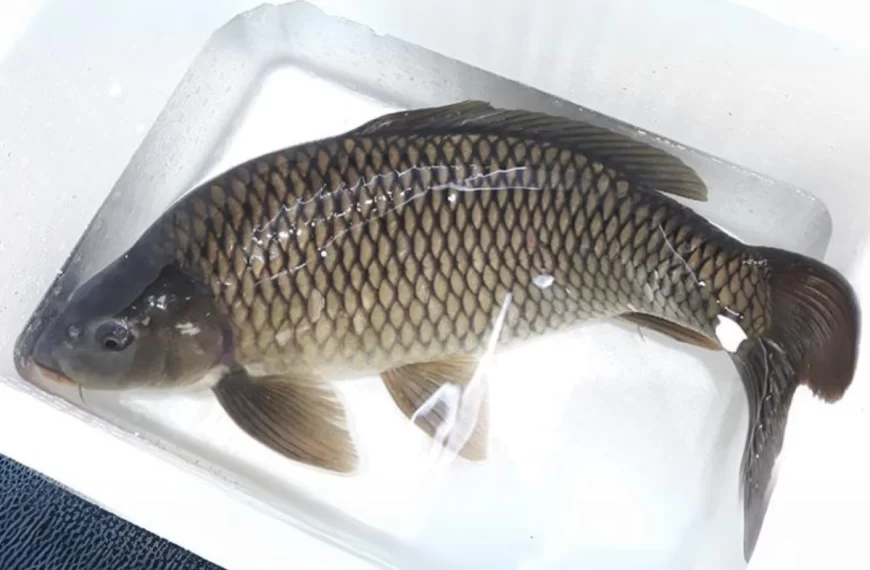 Những thông tin về thành phần dinh dưỡng trong cá chép giòn