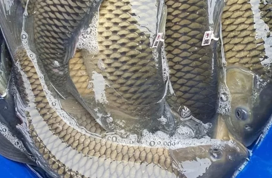 Truy Xuất Nguồn Gốc Nhanh Chóng Qua Hệ Thống QR