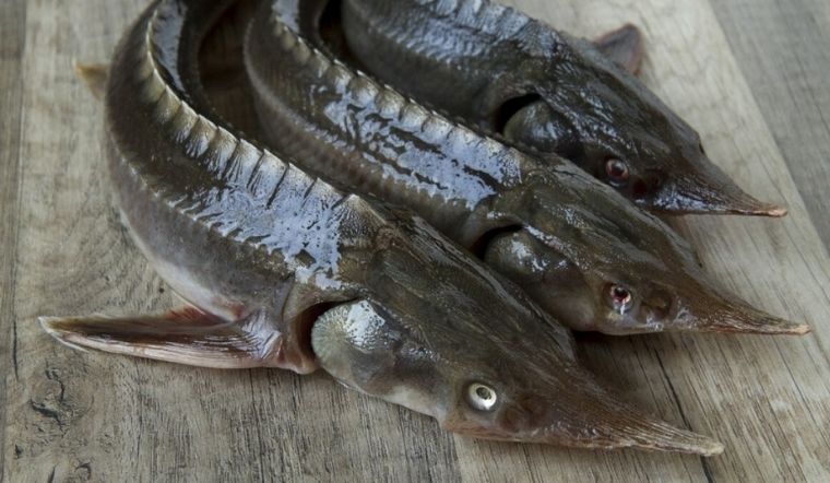 SƠ CHẾ CÁ TẦM ĐƠN GIẢN TẠI NHÀ CHỈ VỚI 4 BƯỚC