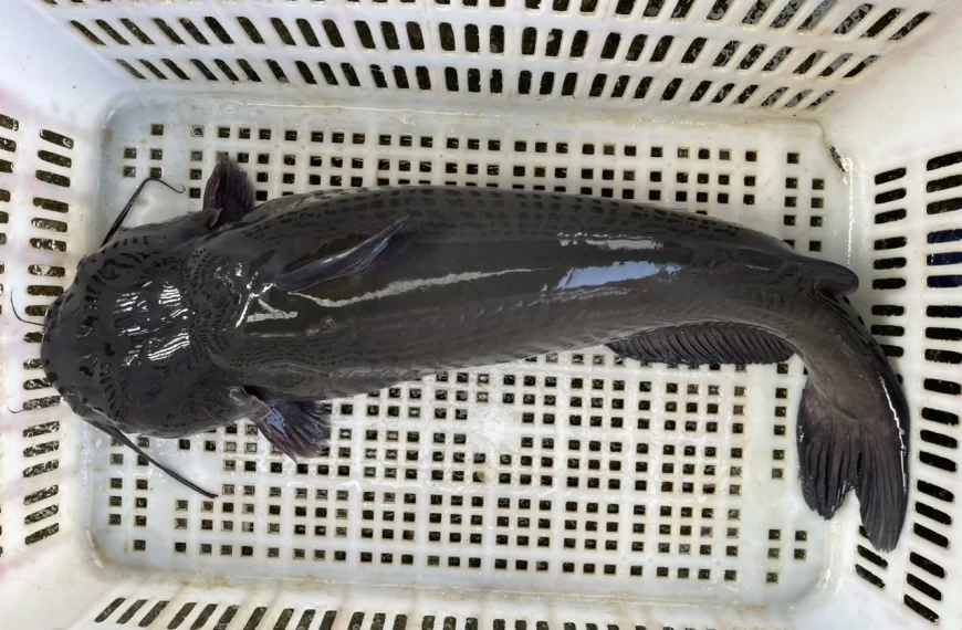 CÁ LĂNG VÙNG CAO CÓ ĐẶC ĐIỂM GÌ ?