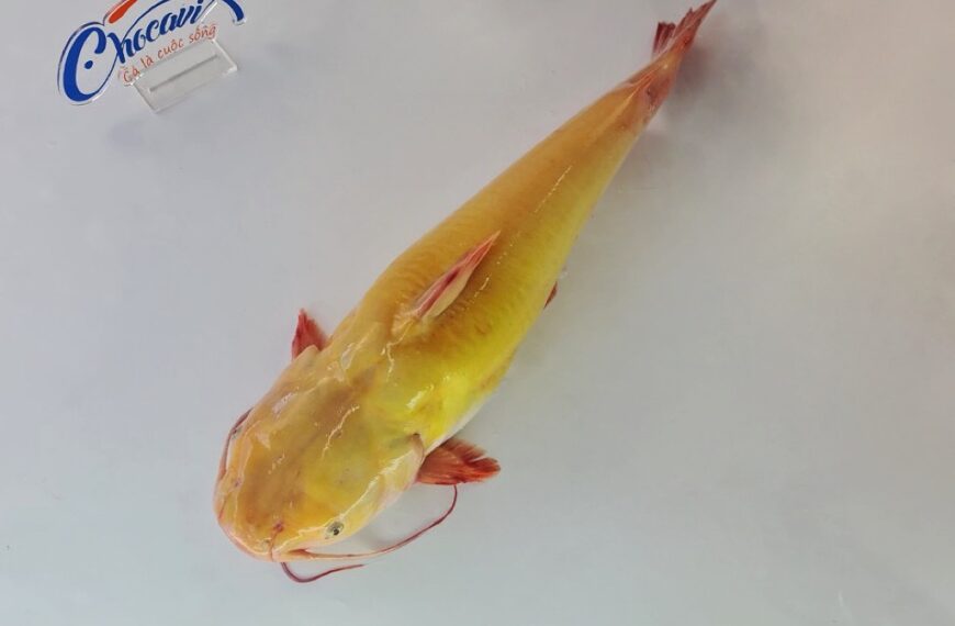 Những đặc điểm sinh học và sinh thái của Cá Lăng Vàng, giúp lợi ích …