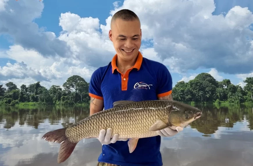 Cá Trắm Cỏ Có Thành Phần Dinh Dưỡng Như Thế Nào