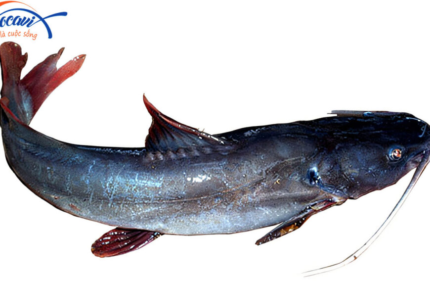 Thành phần dinh dưỡng của cá lăng