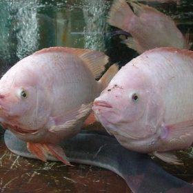 Cá diêu hồng: Những đặc điểm và giá trị dinh dưỡng